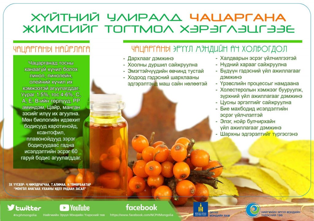 Maamuu · Чацаргана жимс нь хоолны дуршлыг сайжруулна